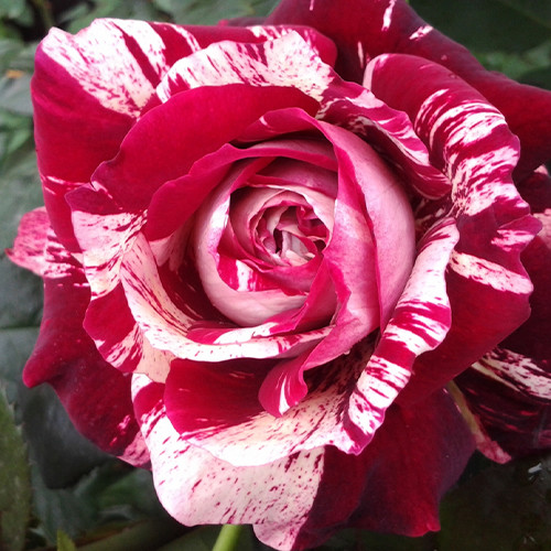 Саджанці троянд Хуліо Іглесіас (привитий) - 2-річний Чернівці - фото 1