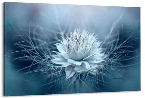 Картина полотно у вітальню / спальню    Квітка    MLP_401 ( 60х30см ) 80х160см Київ