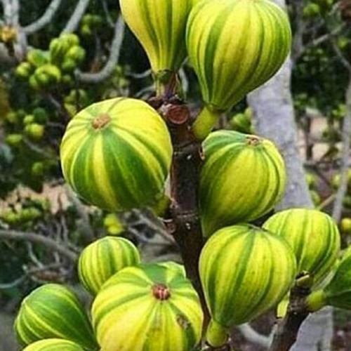 Саженцы инжира Панаше - 1-летний Черновцы - изображение 1