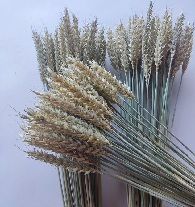 Колоски безостої пшениці 7-9 см Дніпро - фото 7