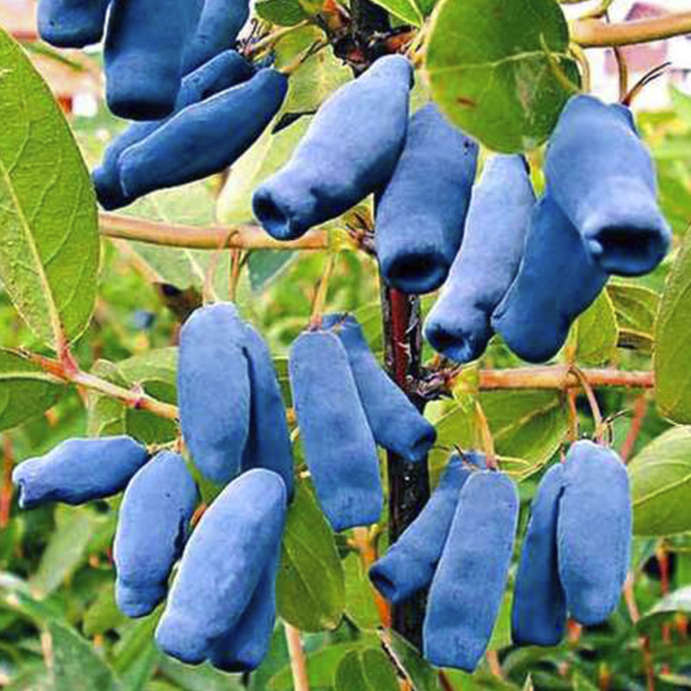 Саженцы жимолости Нимфа - 2-летний Черновцы - изображение 1