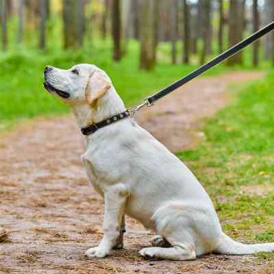 Ошейник для животных WAUDOG Soft с QR паспортом с шипами Ш 20 мм Д 30-39 см черный (7192) Винница