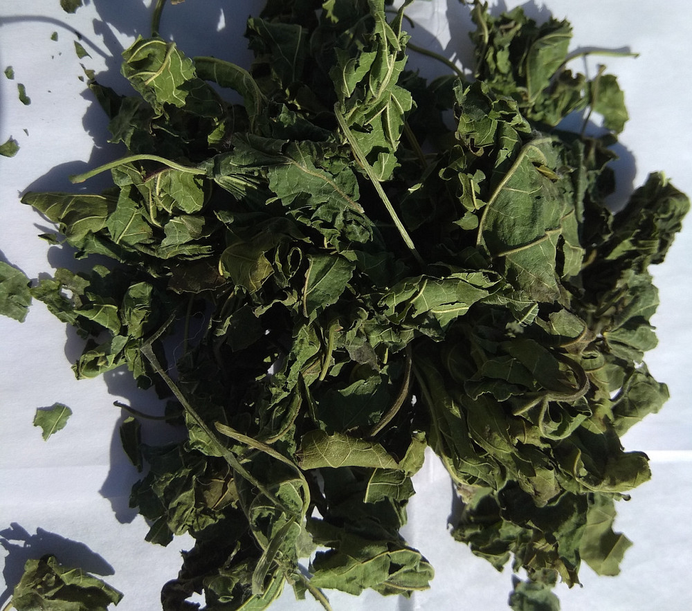 Шовковиця (лист) 1кг. Київ - фото 1