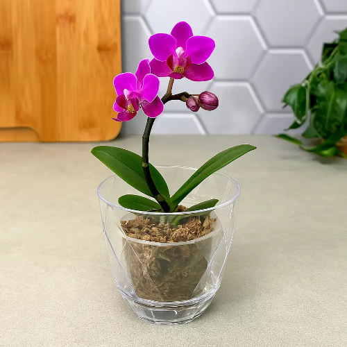 Вазон Yakamoz Saksi для орхідей 0,65л ELIF Житомир - фото 2