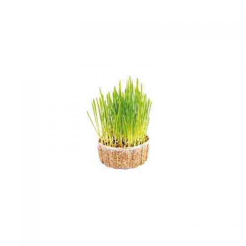 Трава швидкозростаюча Природа для котів мікс 70 г Київ