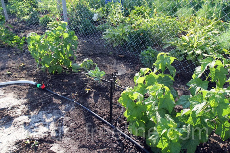 Крапельниця для поливу Presto-PS мікроджет Парасолька-В (MS-1101-В) Харьков - изображение 9