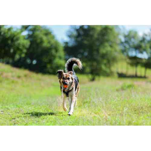 Шлей Trixie Премиум трекинговый M–L 62–74 см х 25 мм черный-графит Киев