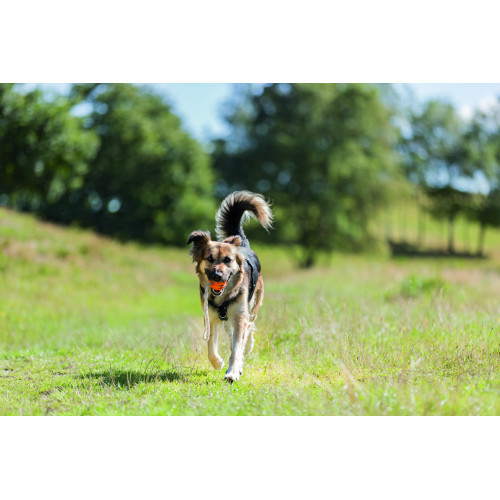 Шлея Trixie Преміум трекінгова M–L 62–74 см х 25 мм чорний-графіт Київ - фото 2