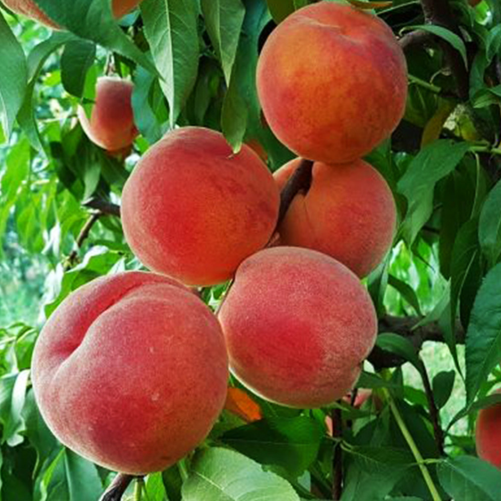 Саженцы персика Санкрест (привитый) - 2-летний Черновцы - изображение 2