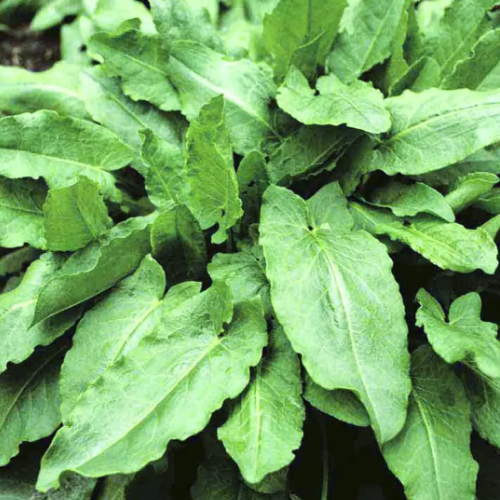 Щавель Бельвільський 1гр Професійне насіння Житомир