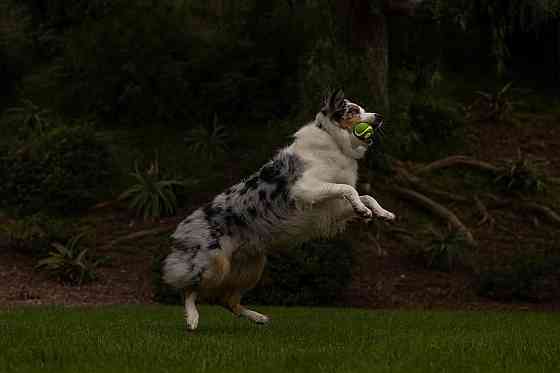 Мячик для собак Chuckit Max Glow Ultra Squeaker игрушка с пискавкой и сияющими вставками в темноте, размер М Винница