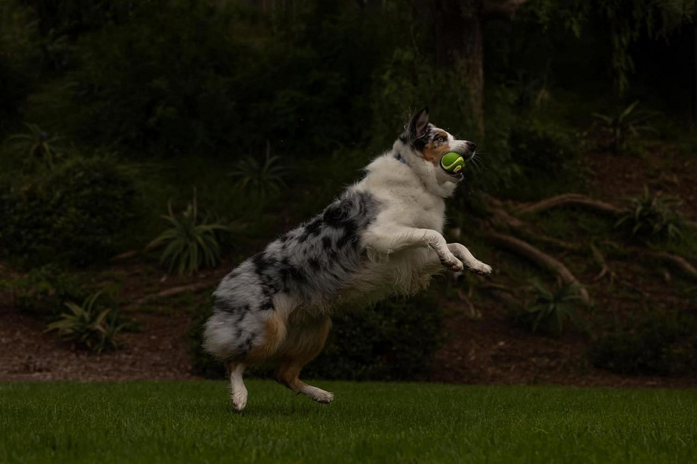 Мячик для собак Chuckit Max Glow Ultra Squeaker игрушка с пискавкой и сияющими вставками в темноте, размер М Винница - изображение 4