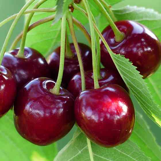 Саженцы черешни Регина (привита) - 1-летний Черновцы