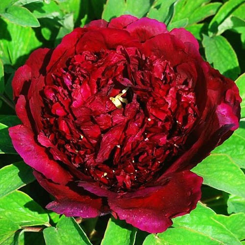 Саджанці піона деревоподібного Паркін (сіянець) - 1-річний Чернівці - фото 1