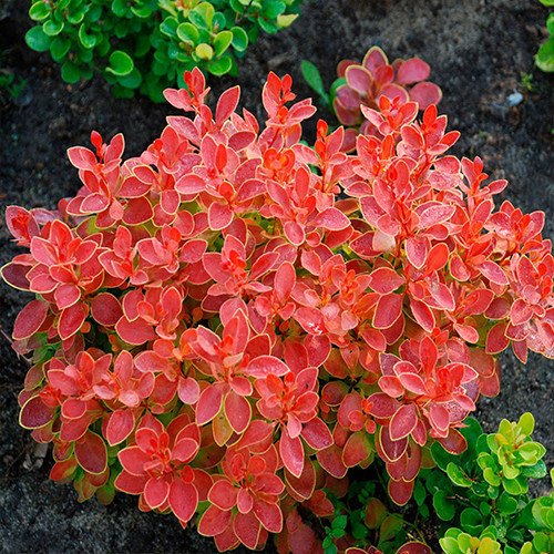 Саженцы барбариса Восторг (черенкованный) - 1-летний Черновцы - изображение 1