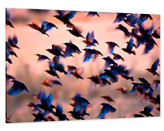 Картина холст у вітальню / спальню Пташки      MLP_12  ( 60х30см ) 50x100 см Київ