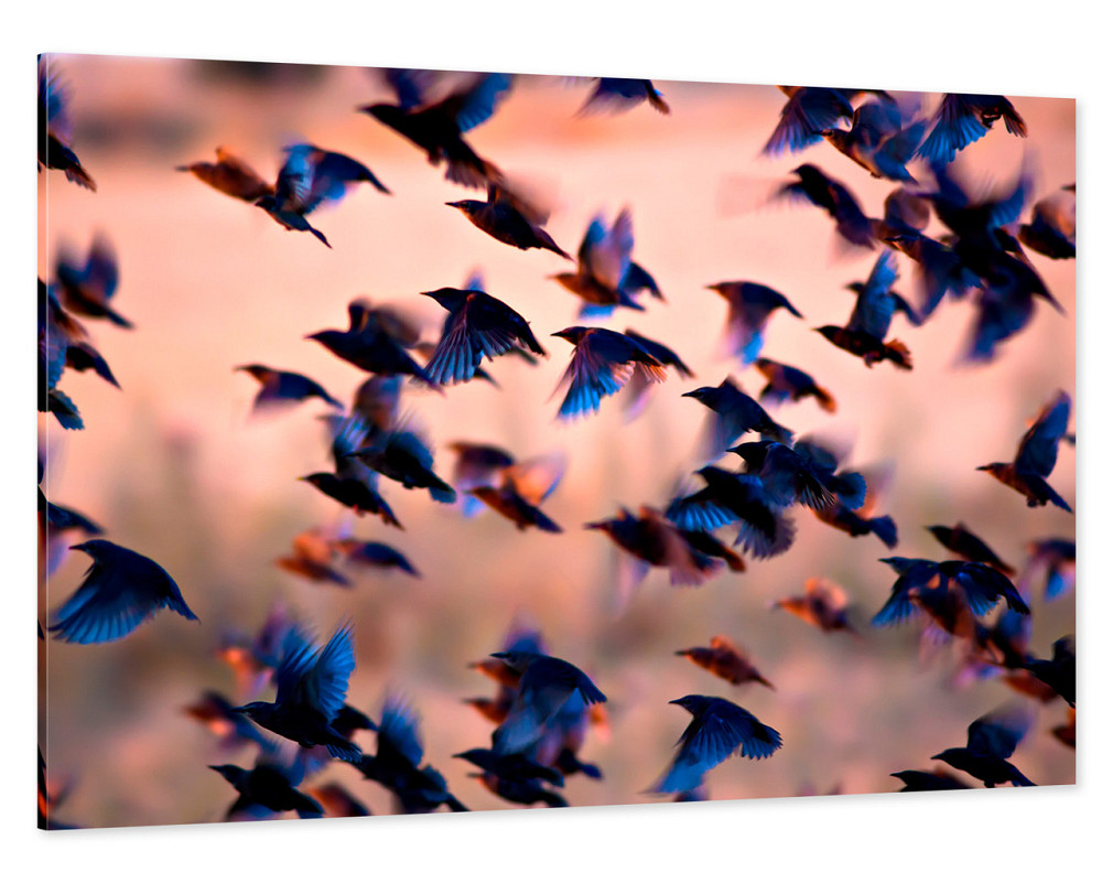 Картина холст у вітальню / спальню Пташки      MLP_12  ( 60х30см ) 50x100 см Київ - фото 1