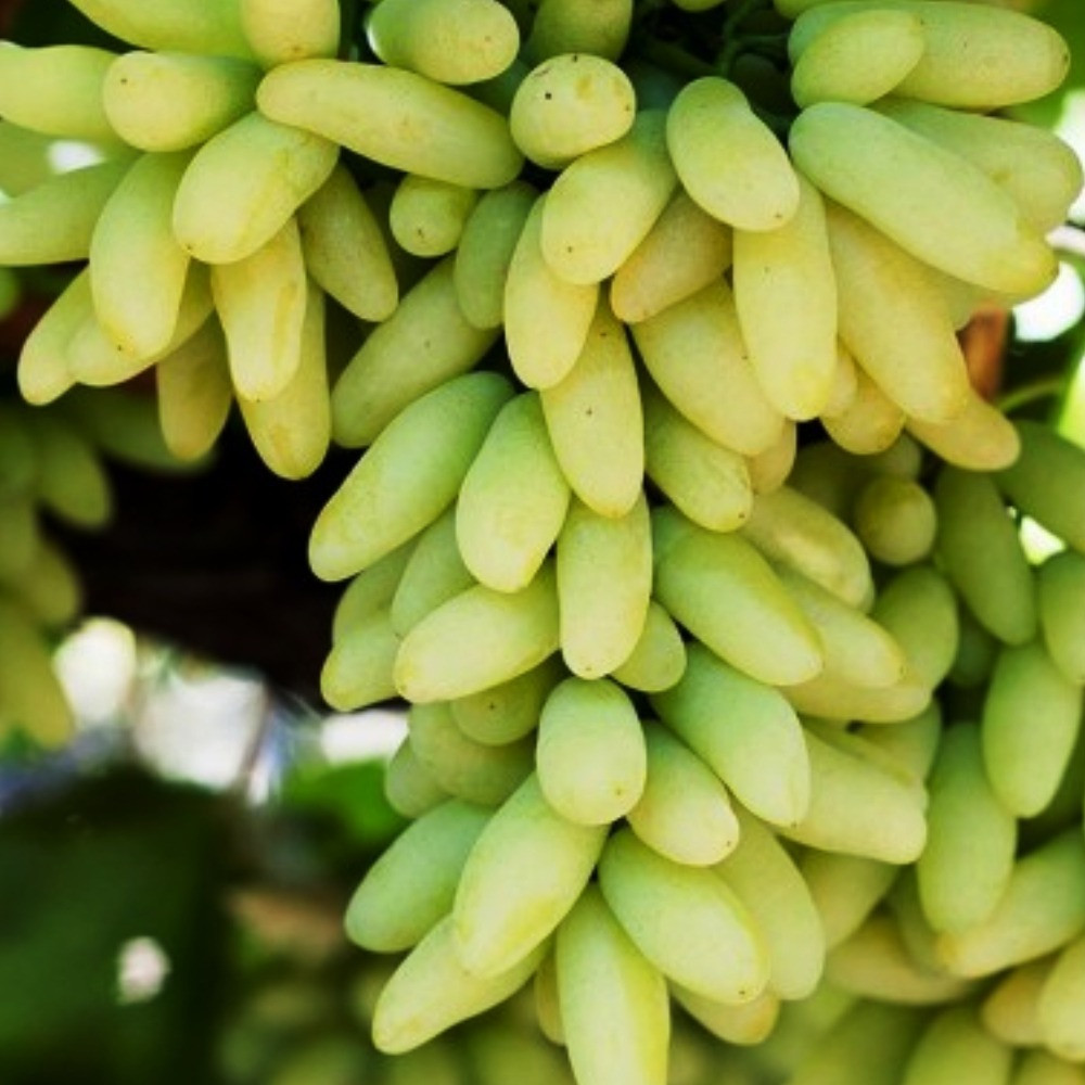 Саженцы винограда Ламборджини (черенкованный) - 2-летний Черновцы - изображение 1