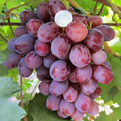 Cаджанці винограду Граф Монте Крісто (черенкований) - 1-річний Чернівці - фото 1