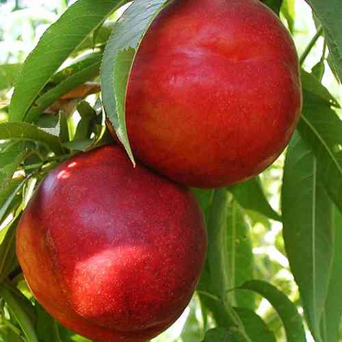 Саджанці колоноподібного нектарину Медовий (привитий) - 2-річний Чернівці