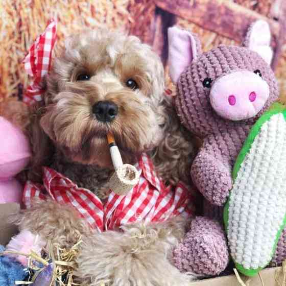 Іграшка для собак Patchwork Pet Maizey the Pig (Печворк Пт Свинка Мейзі) Запоріжжя