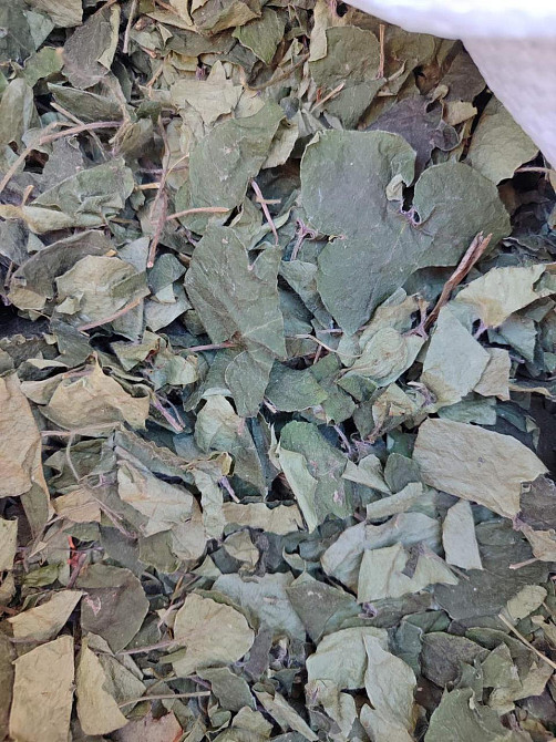 Печіночниця (трава), 100г. Київ - фото 1