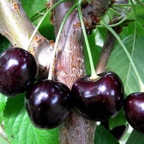 Саджанці вишні Чорний Принц (привитий) - 1-річний Чернівці - фото 1