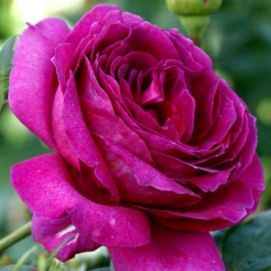 Саженцы чайно-гибридных роз Юрианда (привитый) Черновцы