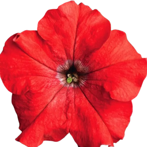 Петунія грандіфлора Тритунія F1 червона 20шт Професійне насіння Житомир - изображение 2