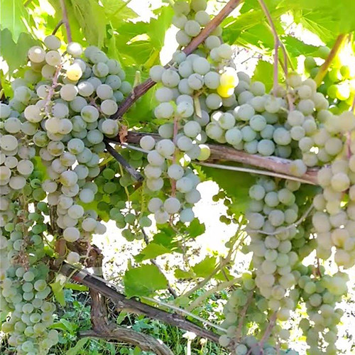 Cаджанці винограду Ла Креснт (черенкований) - 1-річний Чернівці - фото 1