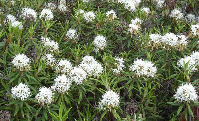 Багно болотяне (Багульник болотный) 100г master sem Киев - изображение 2