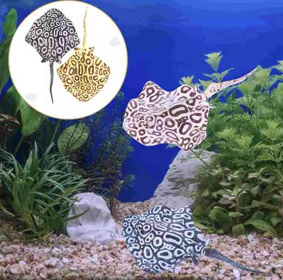 Скат искусственный для аквариума силиконовый люминесцентный светящийся декор в аквариум 16 на 9 см желтый Киев