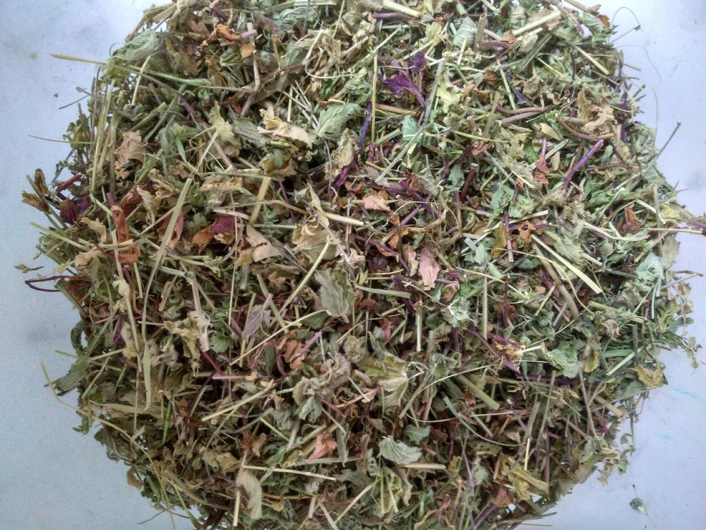 Вероніка лікарська (Вероника лекарственная)100г master sem Киев - изображение 2