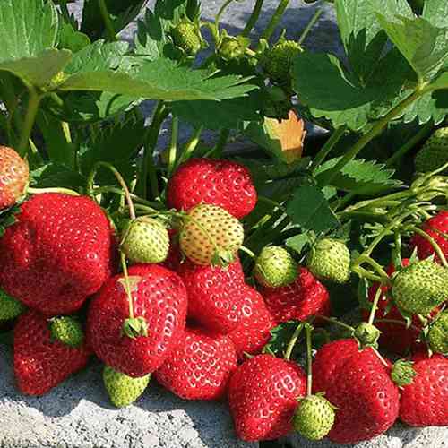 Саджанці полуниці Кімберлі (10 штук) - 1-річний Чернівці