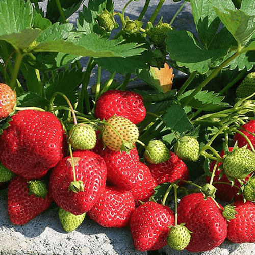 Саджанці полуниці Кімберлі (10 штук) - 1-річний Чернівці - фото 1