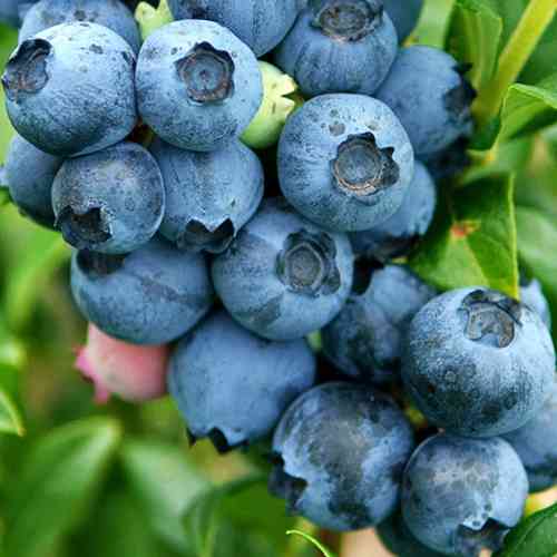 Саженцы голубики Ранняя Синяя (черенкованный) - 2-летний Черновцы