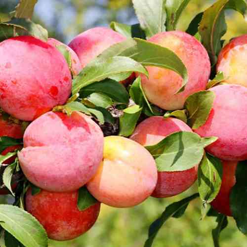 Саженцы диплоидной сливы Роял Руж (привитый) - 1-летний Черновцы