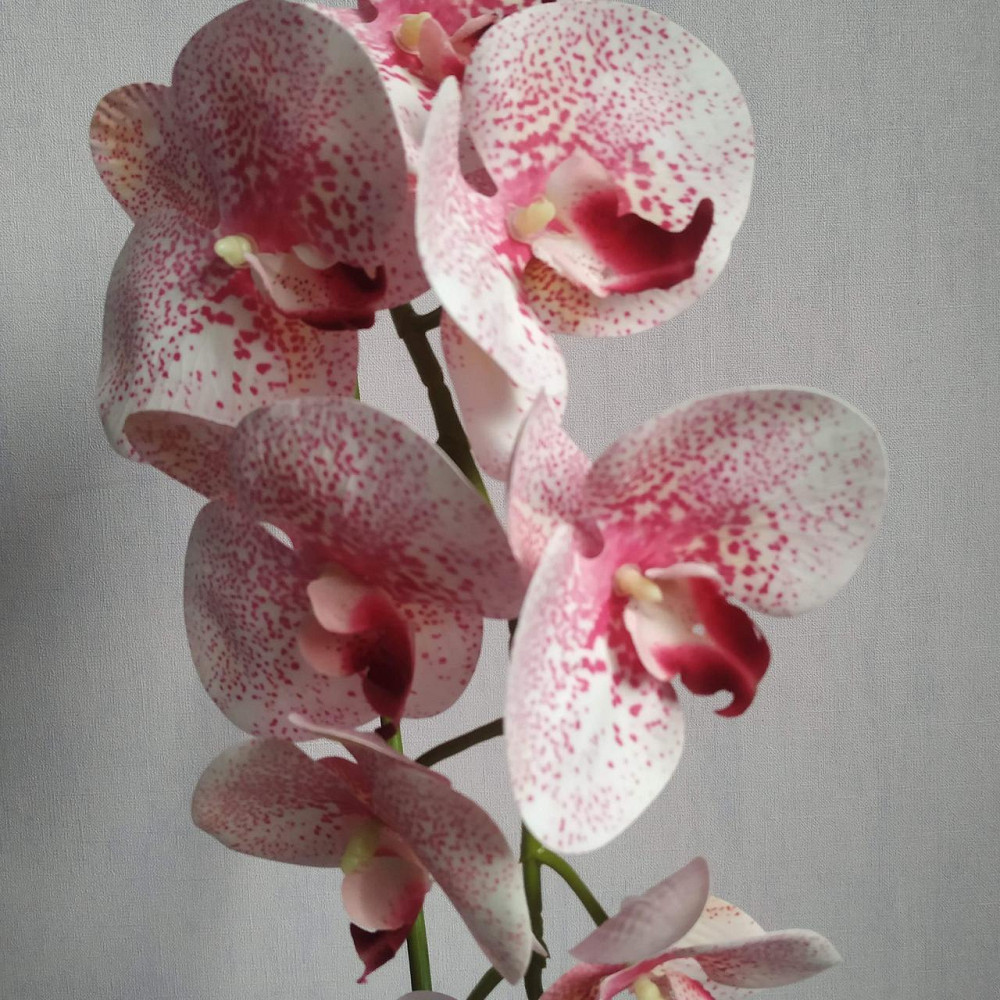 Штучна латексна орхідея VIP в рожевому керамічному кашпо на одну гілку біло-рожева Дніпро - фото 3