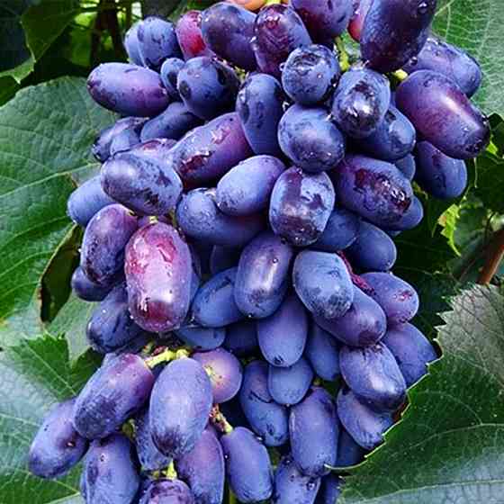 Саженцы винограда Академик (черенкованный) - 1-летний Черновцы