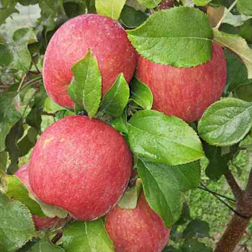 Саженцы яблони Фуджи Кику (привитый) - 2-летний Черновцы