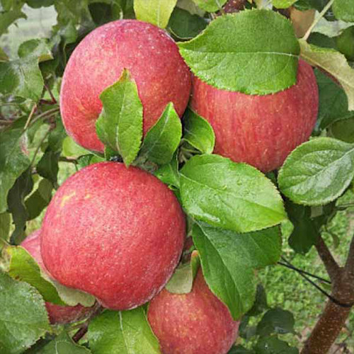 Саженцы яблони Фуджи Кику (привитый) - 2-летний Черновцы - изображение 1