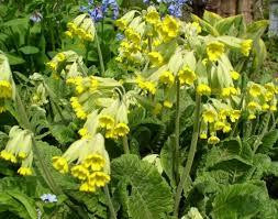 Примула лікарська (Первоцвет лекарственный), 100г master sem Київ - фото 1