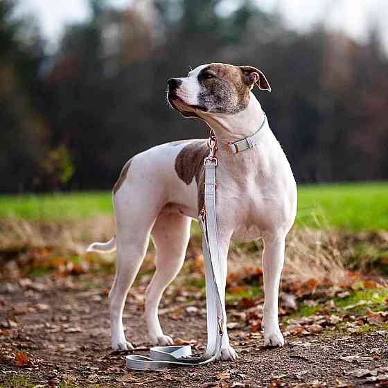 Набір нашийник та повідець розмір XS Луцк