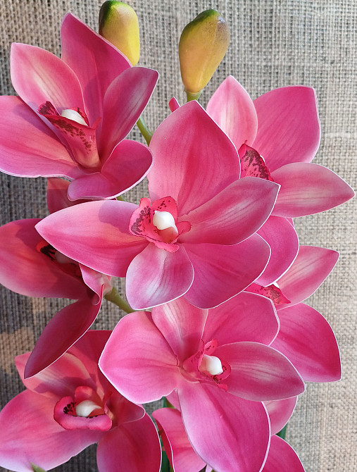 Штучна латексна орхідея цимбідіум у пластиковому кашпо малинова Дніпро - фото 2