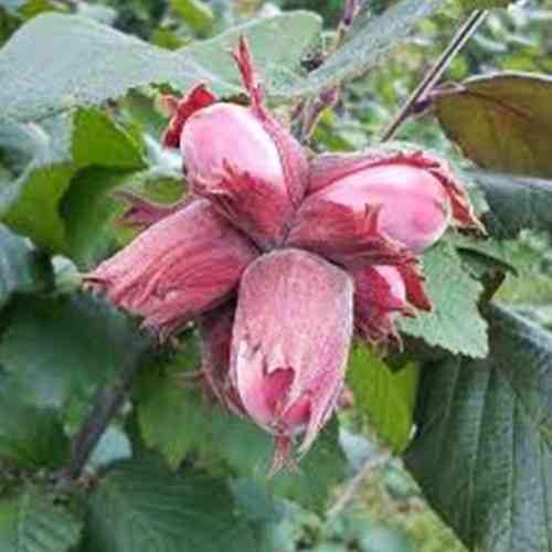 Саженцы фундука Академик Яблоков - 2-летний Черновцы