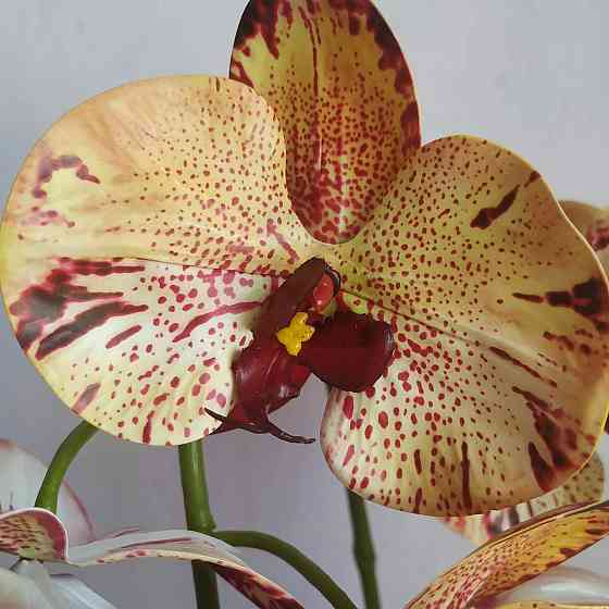 Штучна латексна орхідея VIP у білому керамічному кашпо на дві гілки кремово-бордова. Дніпро