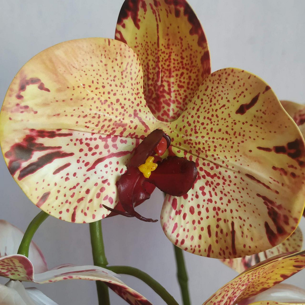 Штучна латексна орхідея VIP у білому керамічному кашпо на дві гілки кремово-бордова. Дніпро - фото 2