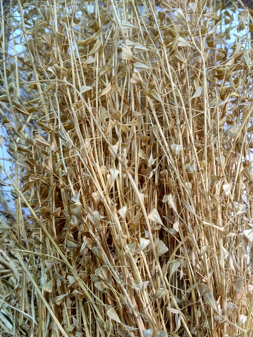 Грицики (Пастушья сумка) 100г master sem Киев - изображение 3