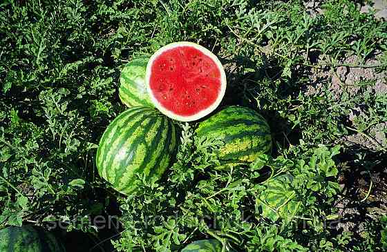 Семена арбуза Кримсон Свит 10 сем., Clause, Голландия Винница