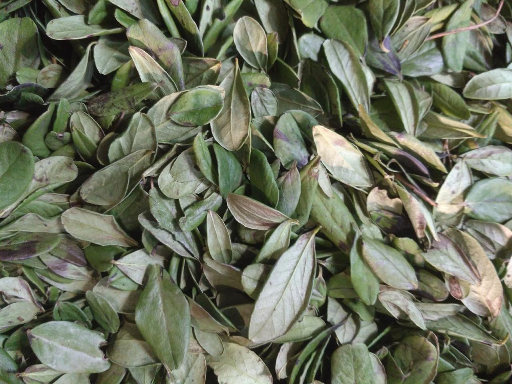 Брусниця лист (Лист брусники), 100г master sem Киев - изображение 1